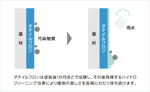 タテイルフロンは塗装後1か月ほどで成膜し、その後発揮するハイドロクリーニング効果により建物の美しさを長期にわたり保ちます。